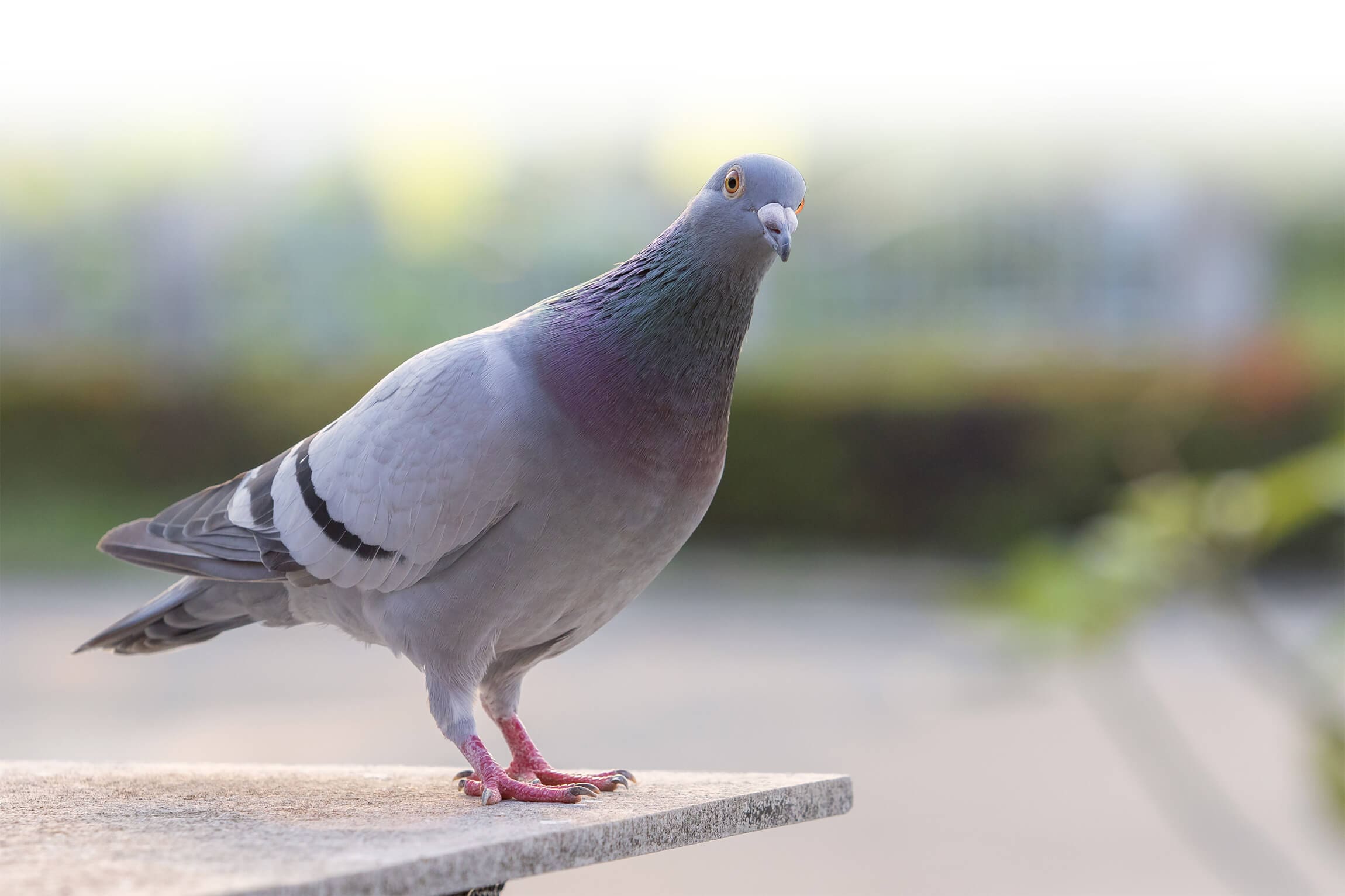 Email Marketing or Send a Homing Pigeon