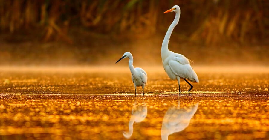 Environmental Conservation Nonprofit Web Design Company & Marketing Agency case study thumbnail image featuring two white egrets wading in an coastal marsh.