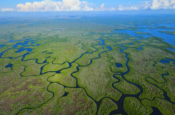 Environmental Nonprofit Web Design Case Study