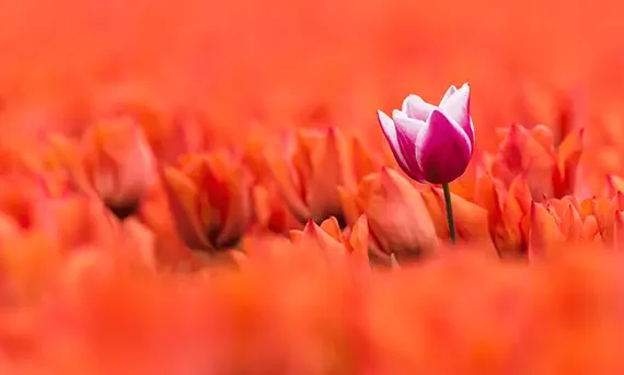 Pink flower in a large fields of all orange flowers