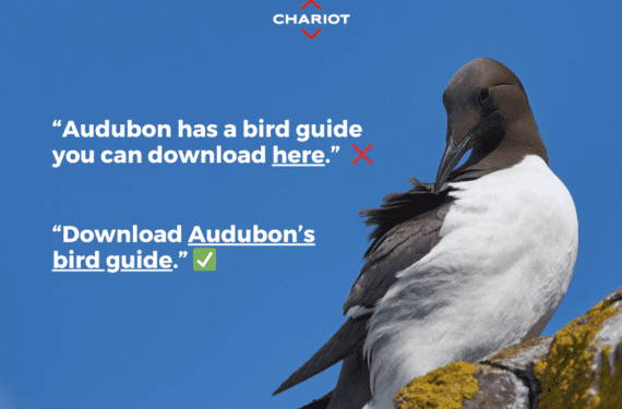 Guillemot bird photo with text over blue sky that shows example of good anchor text and active voice and bad anchor text and passive voice.