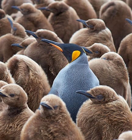 Image of one colorful penguin standing out in a crowd of brown penguins to illustrate the important of SEO friendly web design