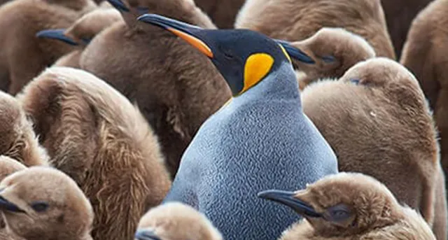One unique penguin standing in a group of other alike penguins