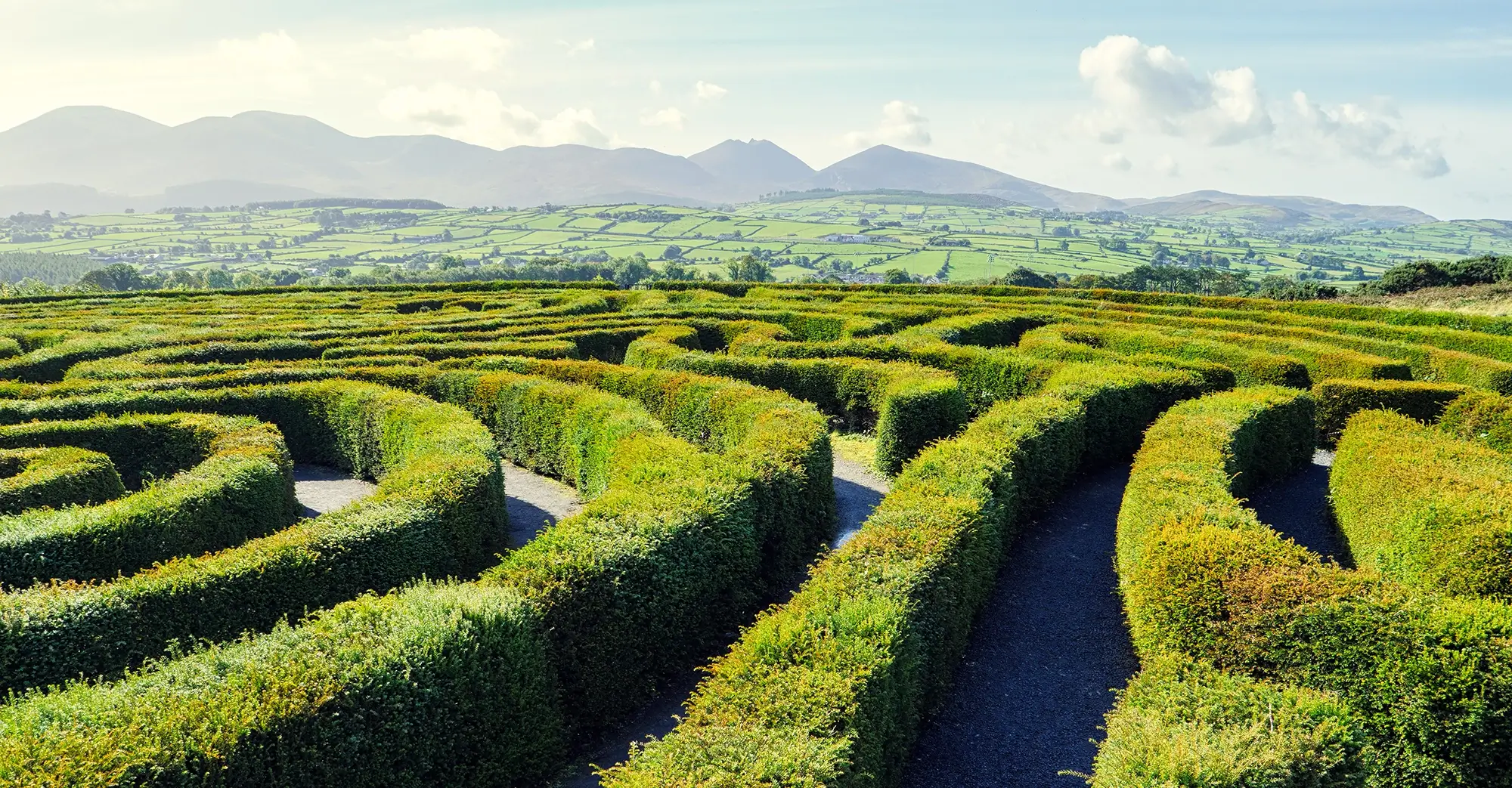 Large corn maze with mountains in the background