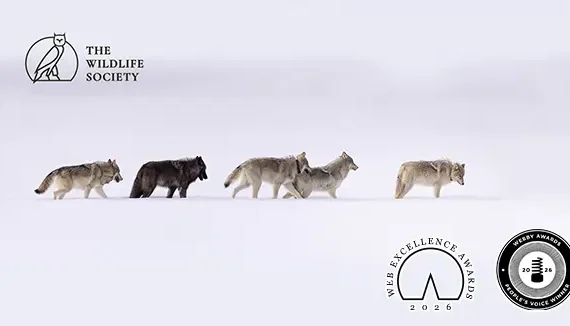 Wildlife Society Branding and Web Case Study thumbnnail