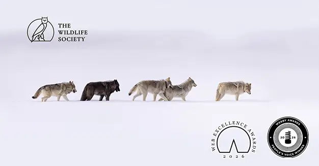 Wildlife Society Branding and Web Case Study thumbnnail
